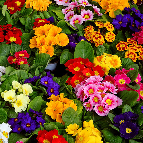 Primrose Bonelli Mix Primrose Bonelli Mix