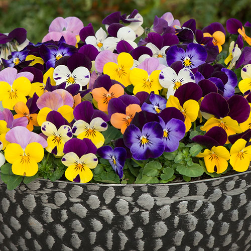 Viola Sorbet Jump Up Mix Viola Sorbet Jump Up Mix