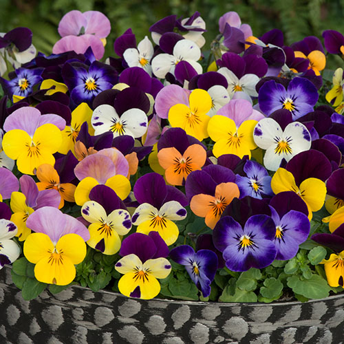 Viola Sorbet Jump Up Mix Viola Sorbet Jump Up Mix