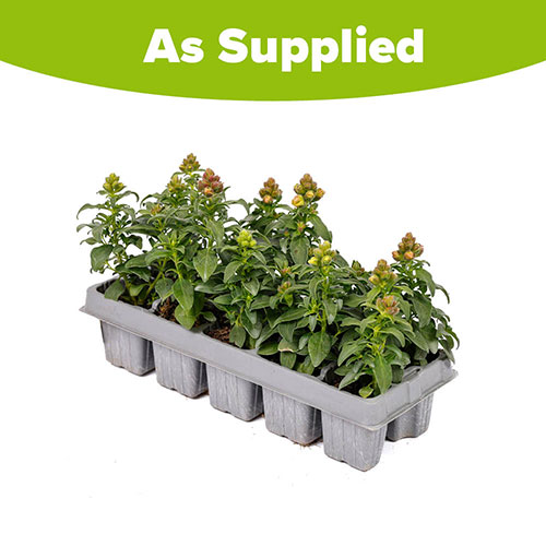 Antirrhinum Mini Butterflies Mix Antirrhinum Mini Butterflies Mix