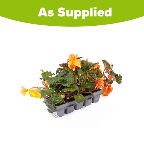 Begonia Apricot Fiery Shades - New Improved Begonia Apricot Fiery Shades - New Improved