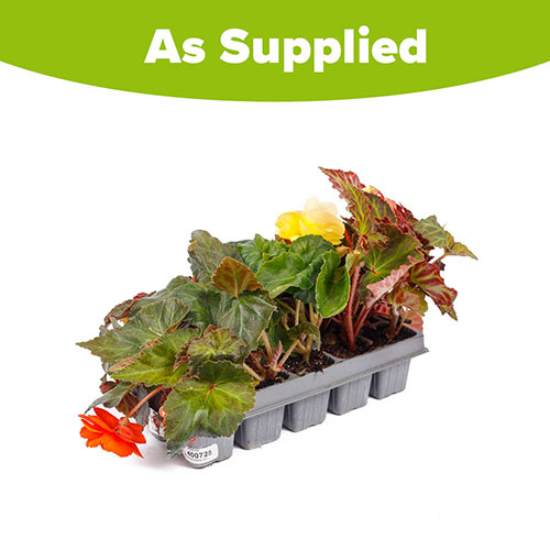 Begonia Super Cascade Begonia Super Cascade