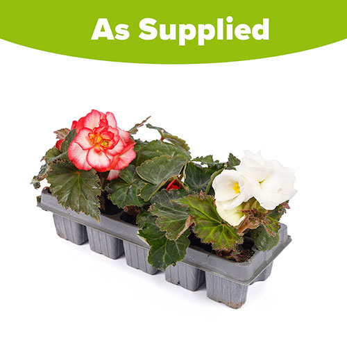 Begonia Non-Stop Begonia Non-Stop
