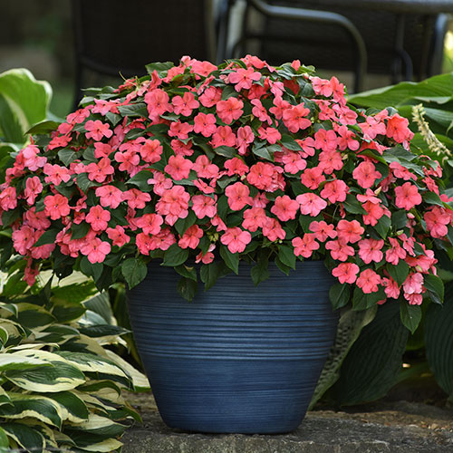 Busy Lizzie Beacon Busy Lizzie Beacon