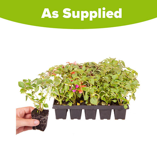 Busy Lizzie Beacon Busy Lizzie Beacon