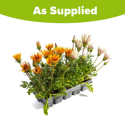 Gazania Firecracker Mix Gazania Firecracker Mix