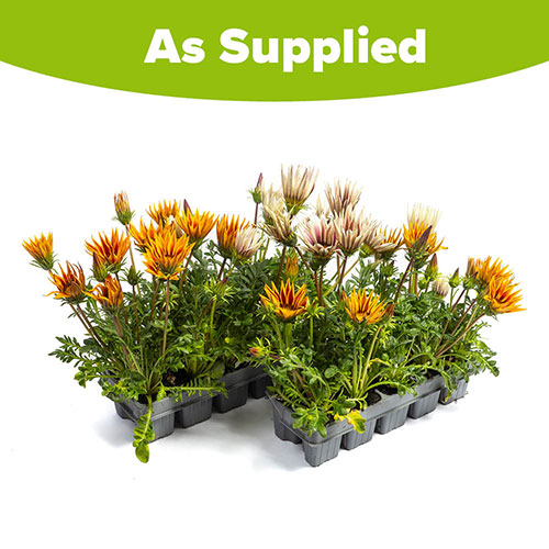 Gazania Firecracker Mix Gazania Firecracker Mix