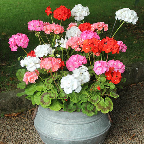 Geranium Parade Mix Geranium Parade Mix