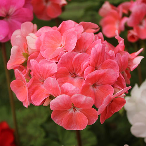 Geranium Parade Mix Geranium Parade Mix