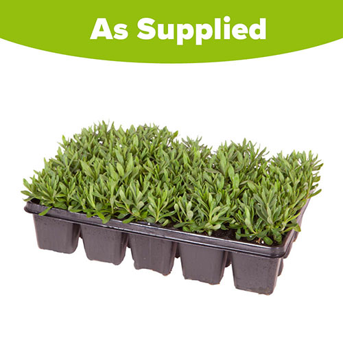 Lavender Hidcote Lavender Hidcote