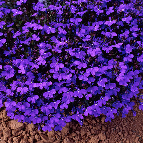 Lobelia Crystal Palace Blue