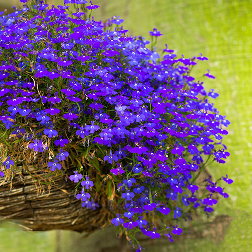 Lobelia Crystal Palace Blue Lobelia Crystal Palace Blue