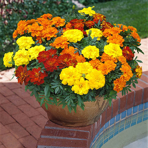 Marigold Durango Mix Marigold Durango Mix