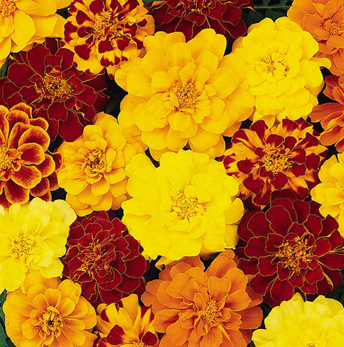 Marigold Durango Mix Marigold Durango Mix