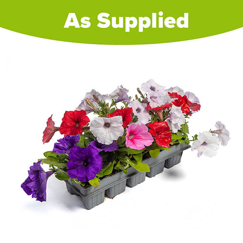 Petunia Easy Wave Mix Petunia Easy Wave Mix