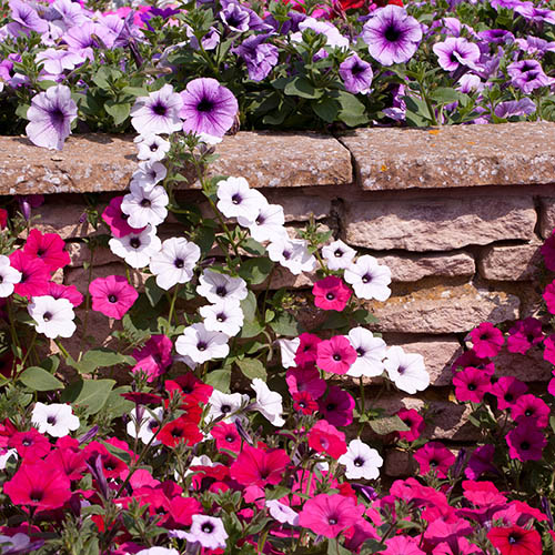 Petunia Easy Wave Sweetheart Mix Petunia Easy Wave Sweetheart Mix