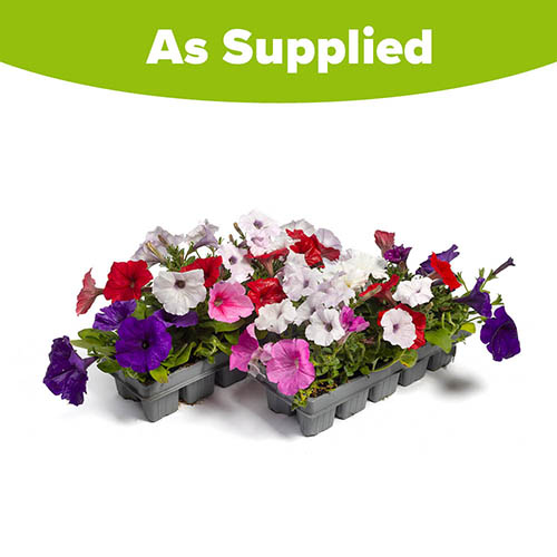 Petunia Easy Wave Sweetheart Mix Petunia Easy Wave Sweetheart Mix