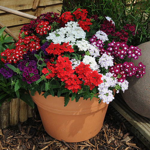 Verbena Quartz Mix Verbena Quartz Mix