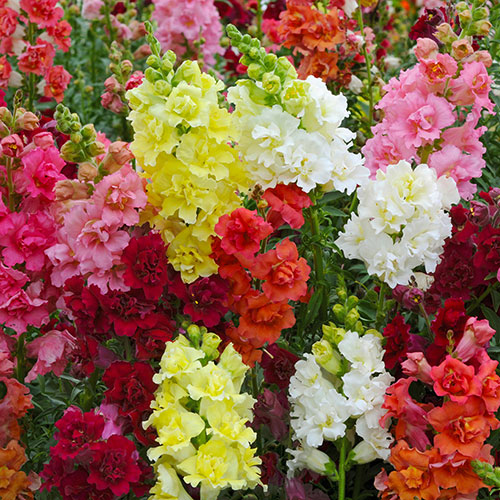 Antirrhinum Mini Butterflies Mix Antirrhinum Mini Butterflies Mix