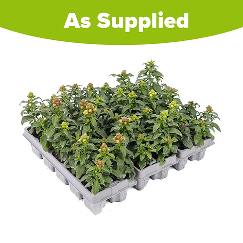 Antirrhinum Mini Butterflies Mix Antirrhinum Mini Butterflies Mix