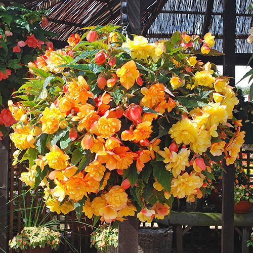 Begonia Apricot Fiery Shades - New Improved Begonia Apricot Fiery Shades - New Improved