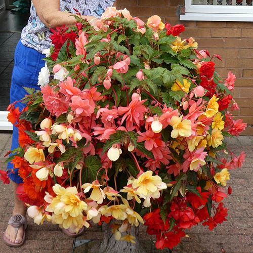 Begonia Super Cascade Mix Begonia Super Cascade Mix
