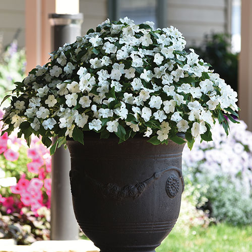 Busy Lizzie Beacon Busy Lizzie Beacon