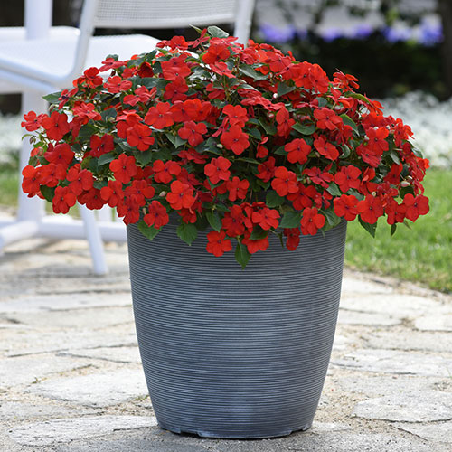 Busy Lizzie Beacon Busy Lizzie Beacon