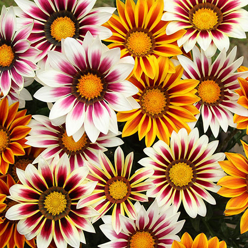 Gazania Firecracker Mix Gazania Firecracker Mix