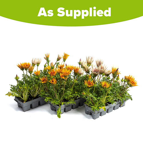 Gazania Firecracker Mix Gazania Firecracker Mix