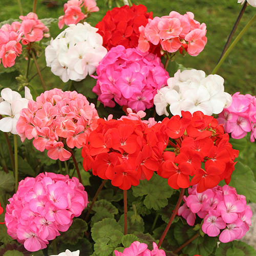 Geranium Parade Mix Geranium Parade Mix