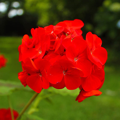 Geranium Fire Queen Geranium Fire Queen