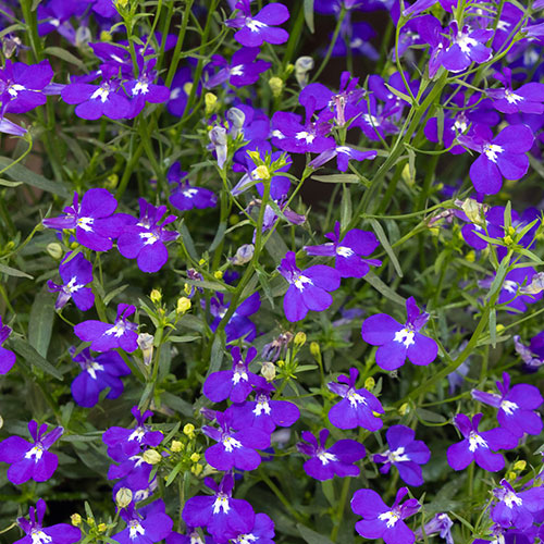 Lobelia Crystal Palace Blue Lobelia Crystal Palace Blue