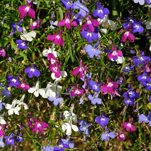 Lobelia Trail Away Mix Lobelia Trail Away Mix