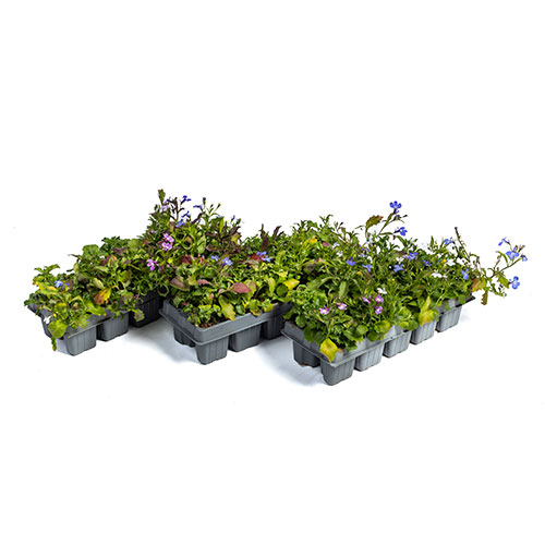 Lobelia Trail Away Mix Lobelia Trail Away Mix