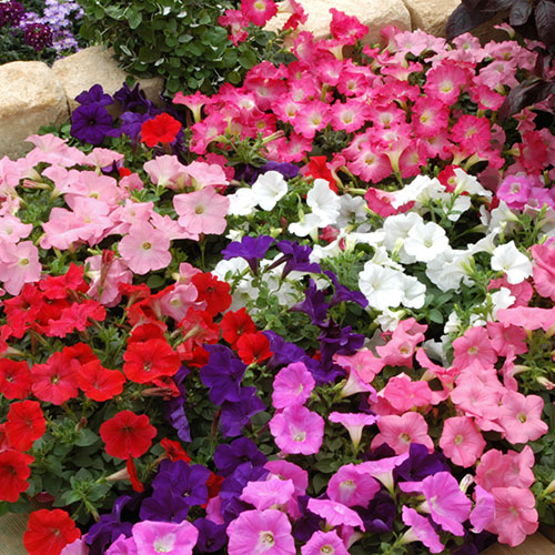 Petunia Easy Wave Ultimate Mix Petunia Easy Wave Ultimate Mix