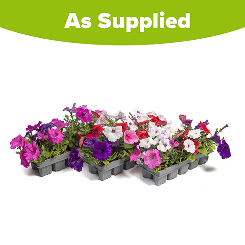 Petunia Easy Wave Ultimate Mix Petunia Easy Wave Ultimate Mix