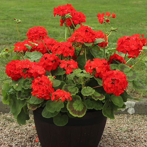 Warm Summer Glow Collection Warm Summer Glow Collection