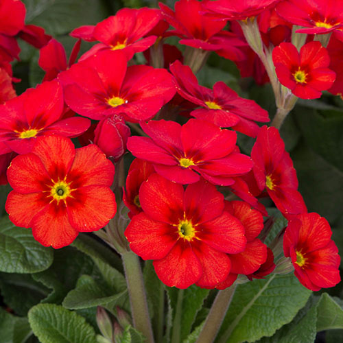 Polyanthus Stella Scarlet Pimpernel Polyanthus Stella Scarlet Pimpernel