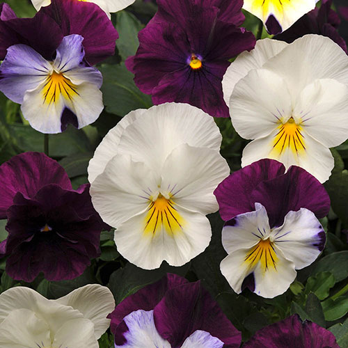 Pansy Cool Wave Berries & Cream Pansy Cool Wave Berries & Cream