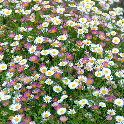 Erigeron Sea of Blossom Erigeron Sea of Blossom