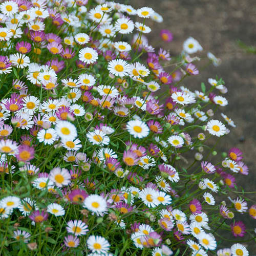 Erigeron Sea of Blossom Erigeron Sea of Blossom