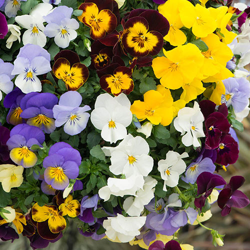 Trailing Pansy Cool Wave Trailing Pansy Cool Wave