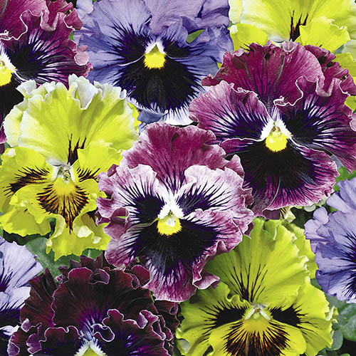 Pansy Frizzle Sizzle Mix Pansy Frizzle Sizzle Mix