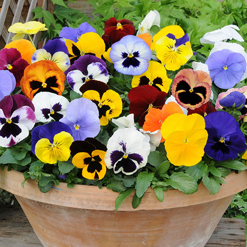 Pansy Matrix Mix Pansy Matrix Mix