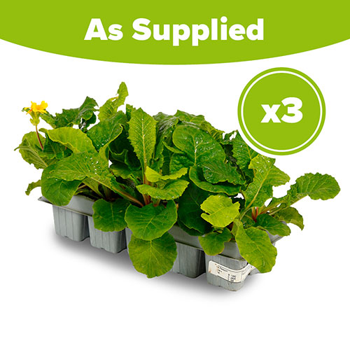 Polyanthus Spring Fever Mix Polyanthus Spring Fever Mix
