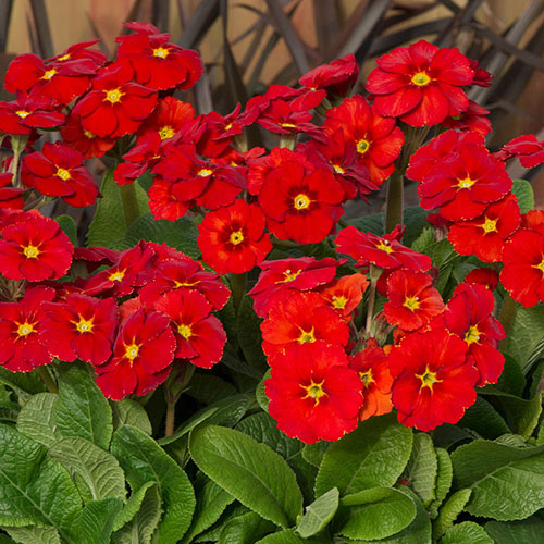 Polyanthus Stella Scarlet Pimpernel Polyanthus Stella Scarlet Pimpernel