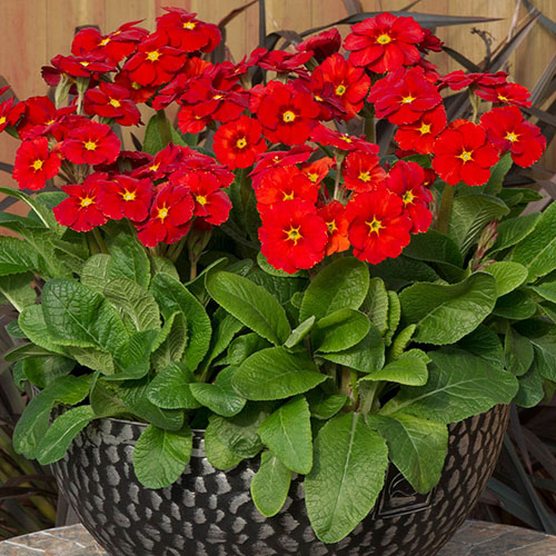 Polyanthus Stella Scarlet Pimpernel Polyanthus Stella Scarlet Pimpernel