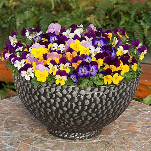 Viola Sorbet Jump Up Mix Viola Sorbet Jump Up Mix