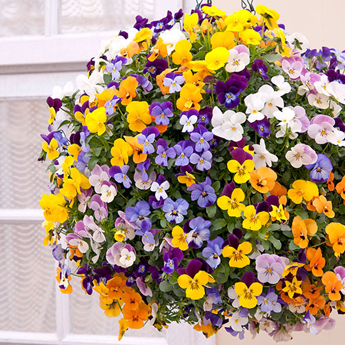 Viola Teardrops Viola Teardrops